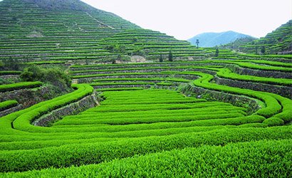 青島沽河青青農業合作社