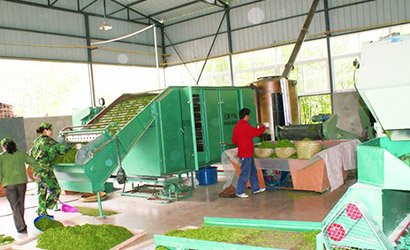 青島嶗山海納青茶葉專業合作社